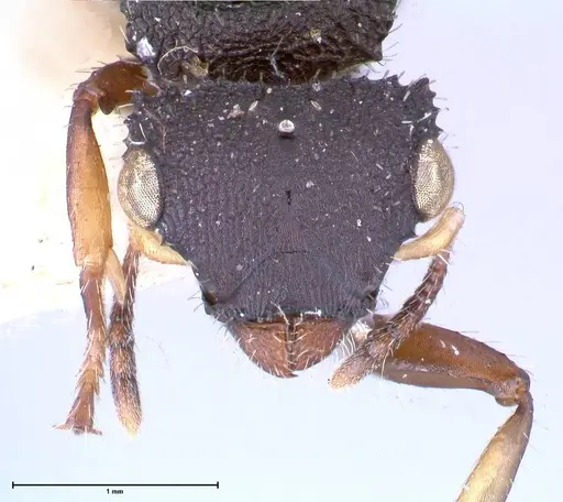Cataulacus latus specimen FOCOL0660-2 image focol0660-2_2