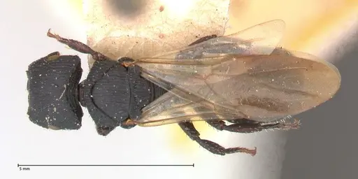 Cataulacus latus specimen FOCOL0660-3 image focol0660-3_1