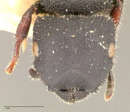 Cataulacus latus specimen FOCOL0660-3 image focol0660-3_2
