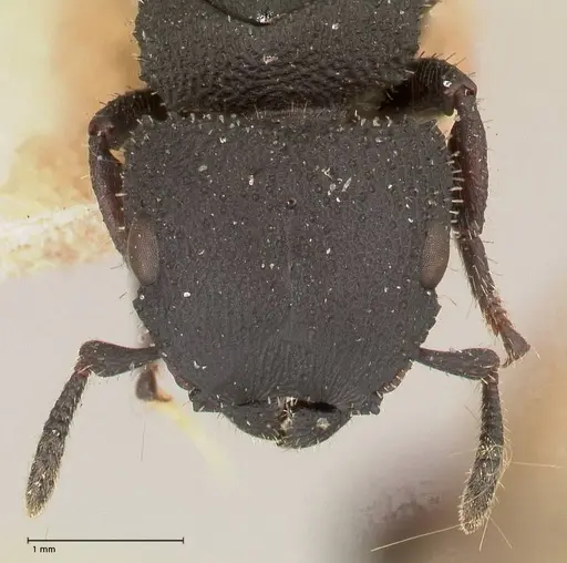 Cataulacus latus specimen FOCOL0661-1 image focol0661-1_2