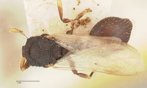 Cataulacus latus specimen FOCOL0661-2 image focol0661-2_1