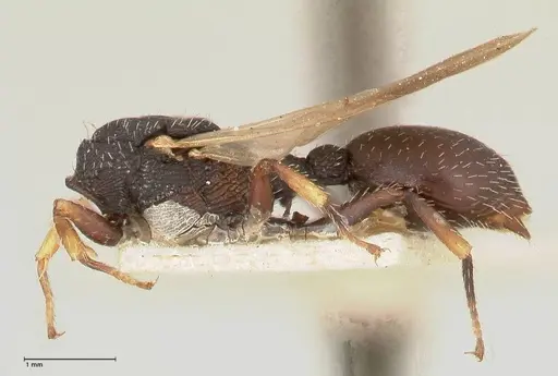 Cataulacus latus specimen FOCOL0661-2 image focol0661-2_2