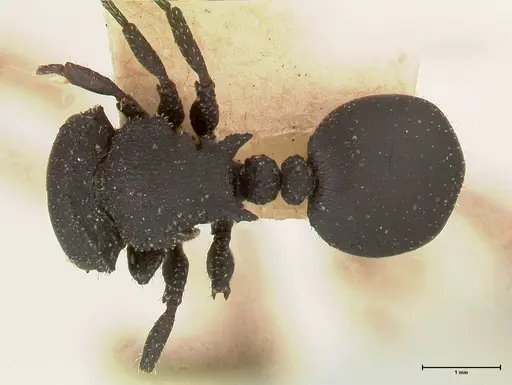 Cataulacus latus specimen FOCOL0661-3 image focol0661-3_1