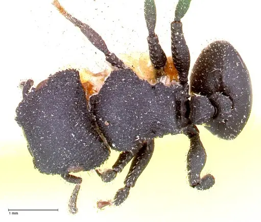 Cataulacus latus specimen FOCOL0662 image focol0662_1