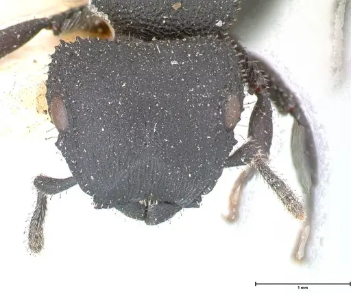 Cataulacus latus specimen FOCOL0662 image focol0662_2