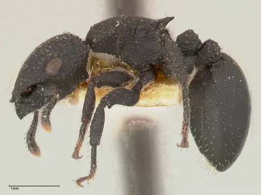 Cataulacus latus specimen FOCOL0662 image focol0662_3
