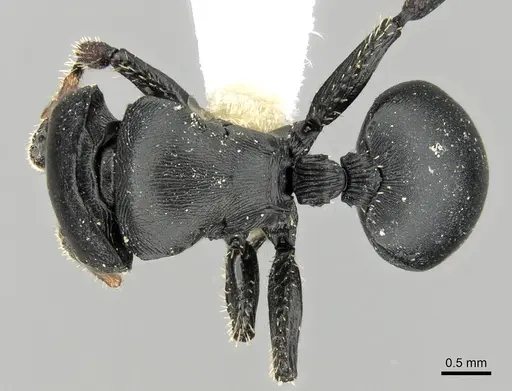 Cataulacus lobatus specimen CASENT0280804 image casent0280804_1