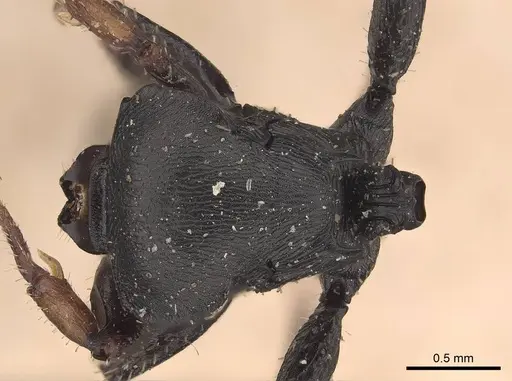 Cataulacus lobatus specimen CASENT0919588 image casent0919588_1