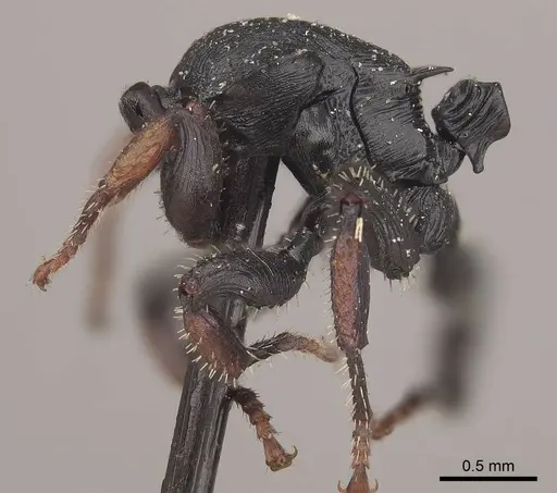 Cataulacus lobatus specimen CASENT0919588 image casent0919588_2