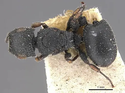 Cataulacus longinodus specimen CASENT0909238 image casent0909238_1