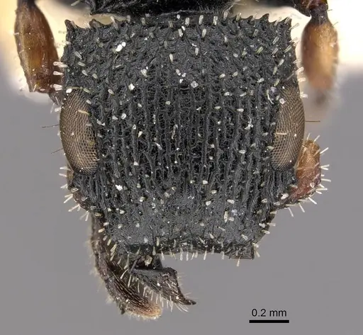 Cataulacus longinodus specimen CASENT0909238 image casent0909238_2