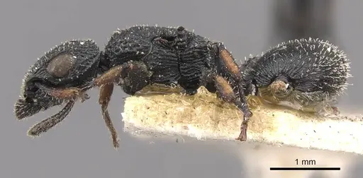 Cataulacus longinodus specimen CASENT0909238 image casent0909238_3