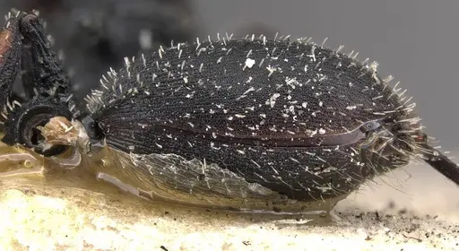 Cataulacus longinodus specimen CASENT0909238 image casent0909238_4