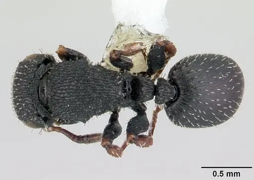 Cataulacus lujae specimen CASENT0178289 image casent0178289_1