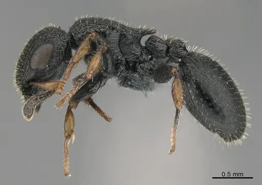 Cataulacus lujae specimen CASENT0362951 image casent0362951_1