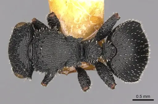 Cataulacus marginatus specimen CASENT0900253 image casent0900253_1