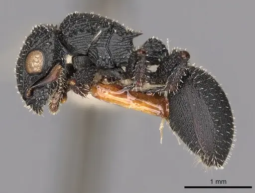 Cataulacus marginatus specimen CASENT0900253 image casent0900253_3