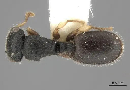 Cataulacus mckeyi specimen CASENT0217829 image casent0217829_1