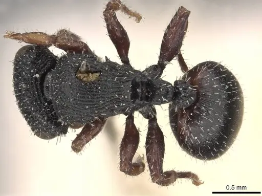 Cataulacus micans specimen CASENT0909228 image casent0909228_1