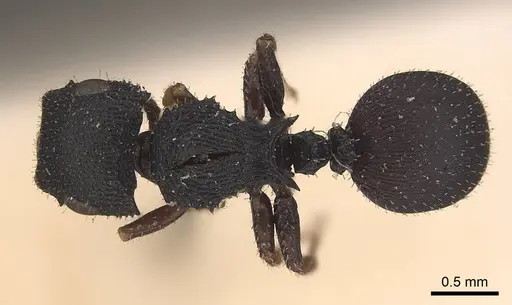 Cataulacus micans specimen CASENT0919587 image casent0919587_1