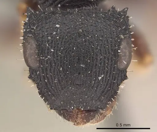Cataulacus micans specimen CASENT0919587 image casent0919587_2