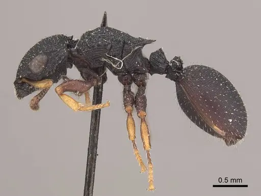 Cataulacus micans specimen CASENT0919587 image casent0919587_3