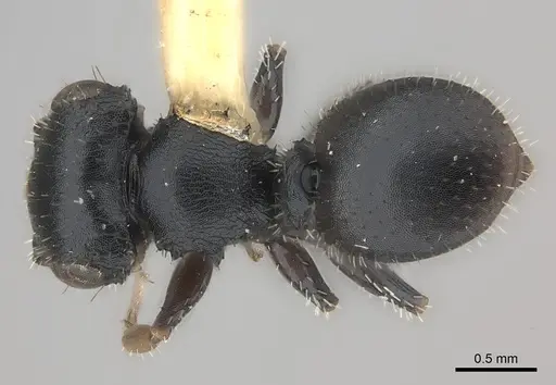 Cataulacus mocquerysi specimen CASENT0217862 image casent0217862_1