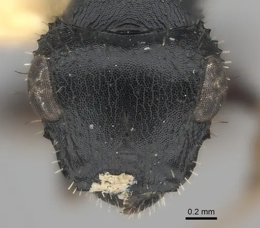 Cataulacus mocquerysi specimen CASENT0217862 image casent0217862_2