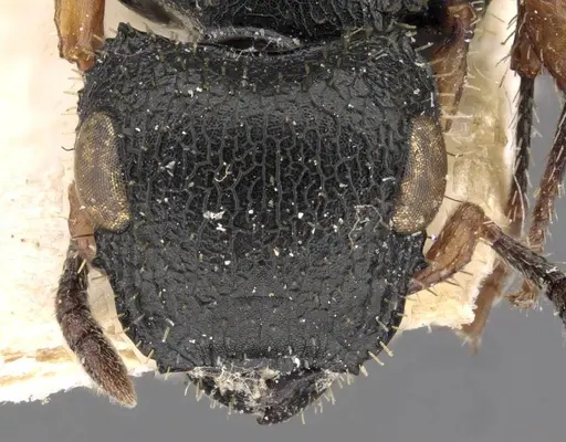 Cataulacus mocquerysi specimen CASENT0909230 image casent0909230_2