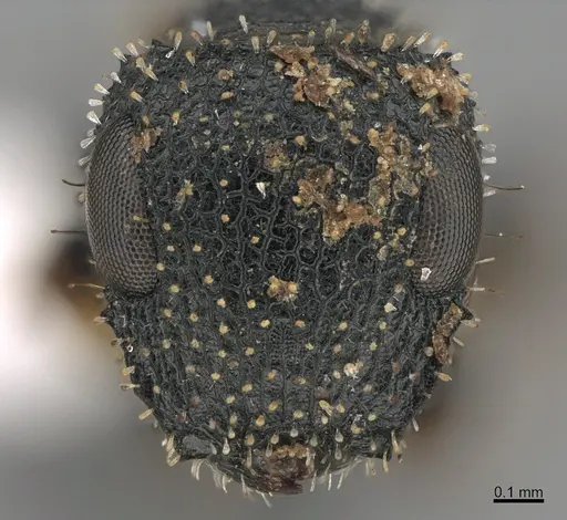 Cataulacus moloch specimen CASENT0175500 image casent0175500_2