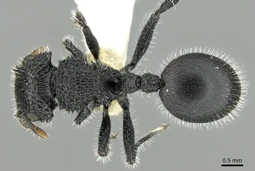 Cataulacus muticus specimen CASENT0280803 image casent0280803_1