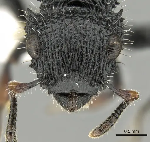 Cataulacus muticus specimen CASENT0280803 image casent0280803_2