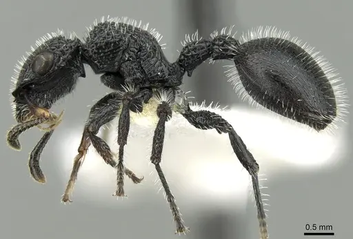 Cataulacus muticus specimen CASENT0280803 image casent0280803_3