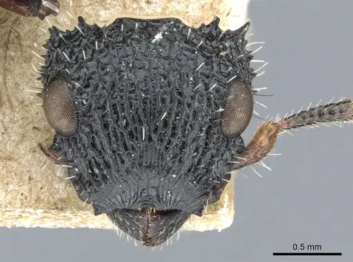 Cataulacus muticus specimen CASENT0904881 image casent0904881_2