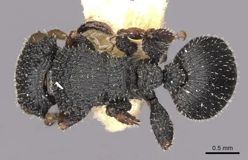 Cataulacus nenassus specimen CASENT0900258 image casent0900258_1