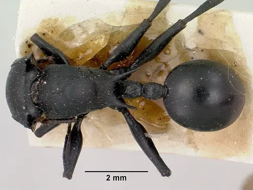 Cataulacus oberthueri specimen CASENT0101987 image casent0101987_1