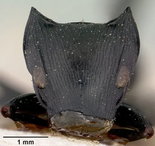 Cataulacus oberthueri specimen CASENT0101987 image casent0101987_2