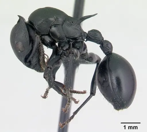 Cataulacus oberthueri specimen CASENT0136347 image casent0136347_3