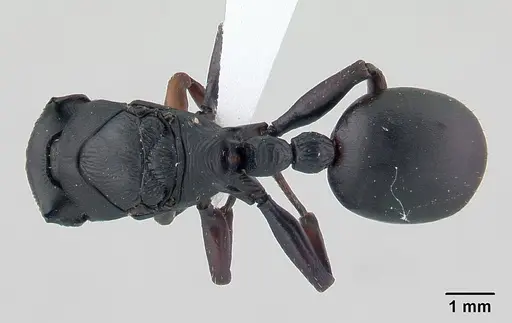 Cataulacus oberthueri specimen CASENT0435927 image casent0435927_1