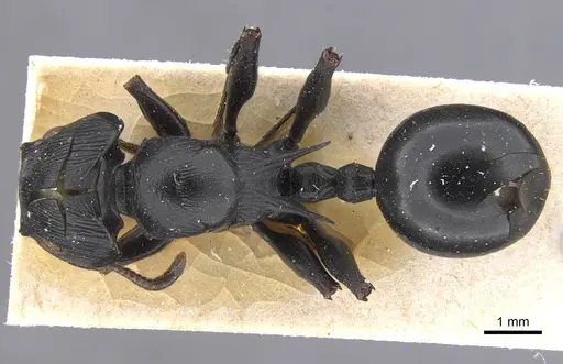 Cataulacus oberthueri specimen RMCAENT000017796 image rmcaent000017796_1