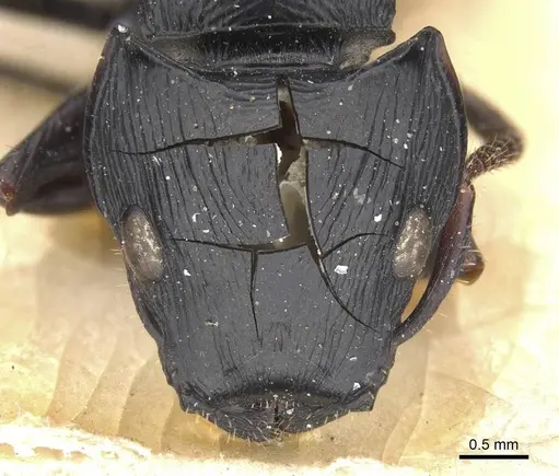 Cataulacus oberthueri specimen RMCAENT000017796 image rmcaent000017796_2