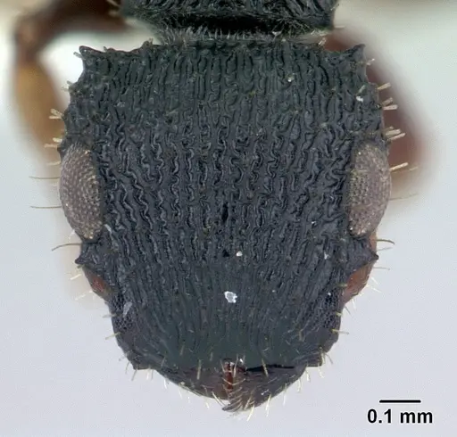 Cataulacus porcatus specimen CASENT0011075 image casent0011075_2
