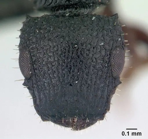 Cataulacus porcatus specimen CASENT0066732 image casent0066732_2