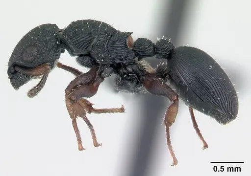 Cataulacus porcatus specimen CASENT0066732 image casent0066732_3