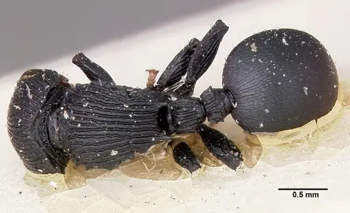 Cataulacus porcatus specimen CASENT0101772 image casent0101772_1