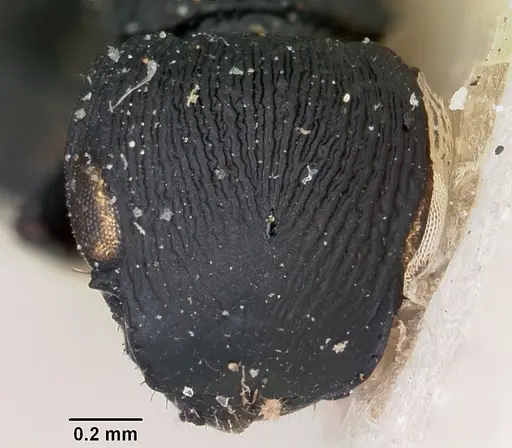 Cataulacus porcatus specimen CASENT0101772 image casent0101772_2
