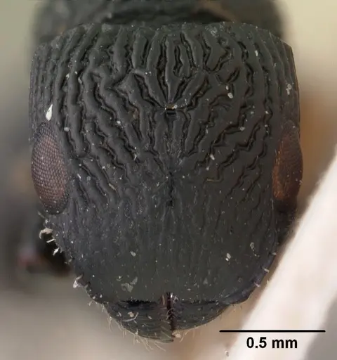 Cataulacus porcatus specimen CASENT0102069 image casent0102069_2