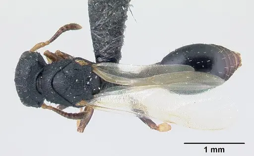 Cataulacus porcatus specimen CASENT0129783 image casent0129783_1