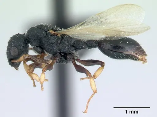 Cataulacus porcatus specimen CASENT0129783 image casent0129783_3