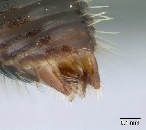 Cataulacus porcatus specimen CASENT0129783 image casent0129783_4